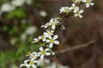 Thunberg's meadowsweet